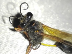 Sceliphron coromandelicum