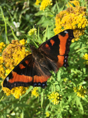 Aglais milberti viola