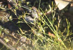 Juncus pelocarpus
