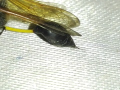 Sceliphron coromandelicum