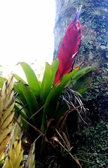 Tillandsia multicaulis