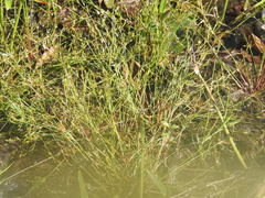 Juncus pelocarpus