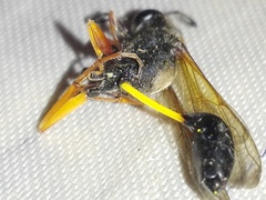 Sceliphron coromandelicum