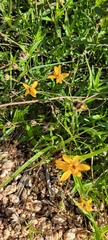 Wedelia acapulcensis