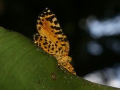 Symmachia pardalis