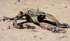 Welwitschia mirabilis image