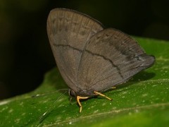 Euselasia brevicauda