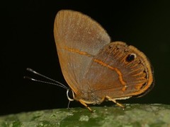 Euselasia violetta