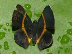 Parcella amarynthina