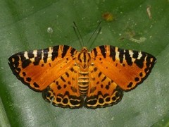 Symmachia pardalis