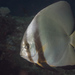 Golden Spadefish - Photo (c) Mark Rosenstein, some rights reserved (CC BY-NC-SA), uploaded by Mark Rosenstein