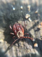 Dermacentor reticulatus
