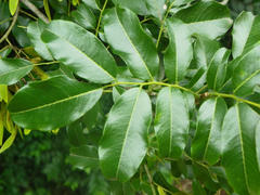 Fabaceae