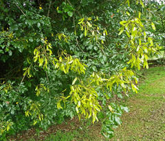 Fabaceae