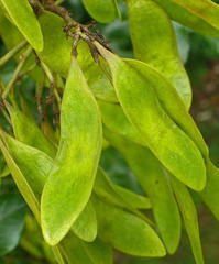 Fabaceae
