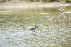 Limnodromus semipalmatus