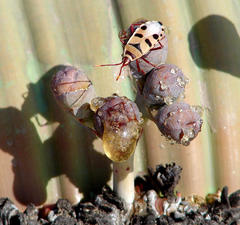 Probergrothius angolensis