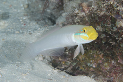 Valenciennea strigata