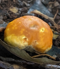 Calvatia rugosa