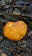 Calvatia rugosa