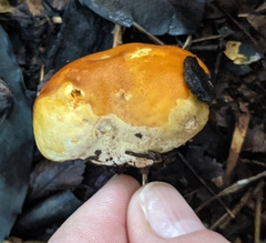 Calvatia rugosa