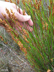 Elegia filacea