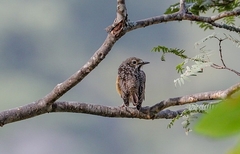 Monticola angolensis