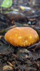 Calvatia rugosa