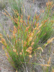 Elegia filacea