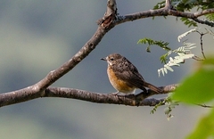 Monticola angolensis
