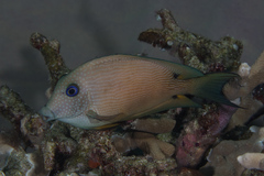 Ctenochaetus binotatus