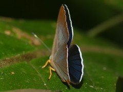 Euselasia lysimachus