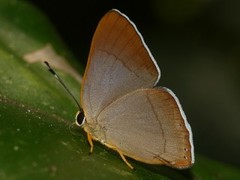 Euselasia lysimachus