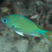Black-axil Chromis - Photo (c) Mark Rosenstein, some rights reserved (CC BY-NC-SA), uploaded by Mark Rosenstein