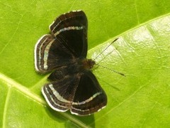 Chalodeta theodora
