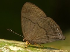 Euselasia brevicauda