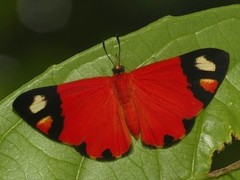 Mesene epaphus pyrrha