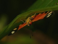 Mesene epaphus pyrrha