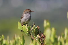 Cisticola fulvicapilla