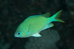 Chromis atripectoralis