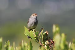 Cisticola fulvicapilla