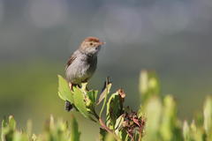 Cisticola fulvicapilla
