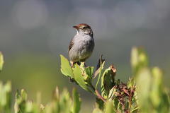 Cisticola fulvicapilla