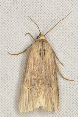 Crambodes talidiformis