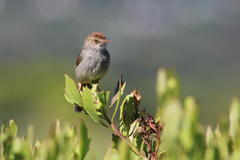 Cisticola fulvicapilla