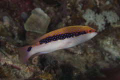 Variola louti