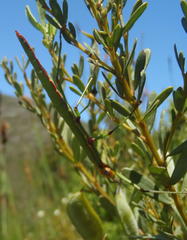 Macynia labiata