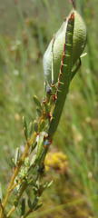 Macynia labiata
