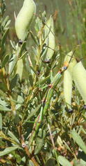 Macynia labiata