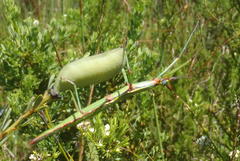Macynia labiata